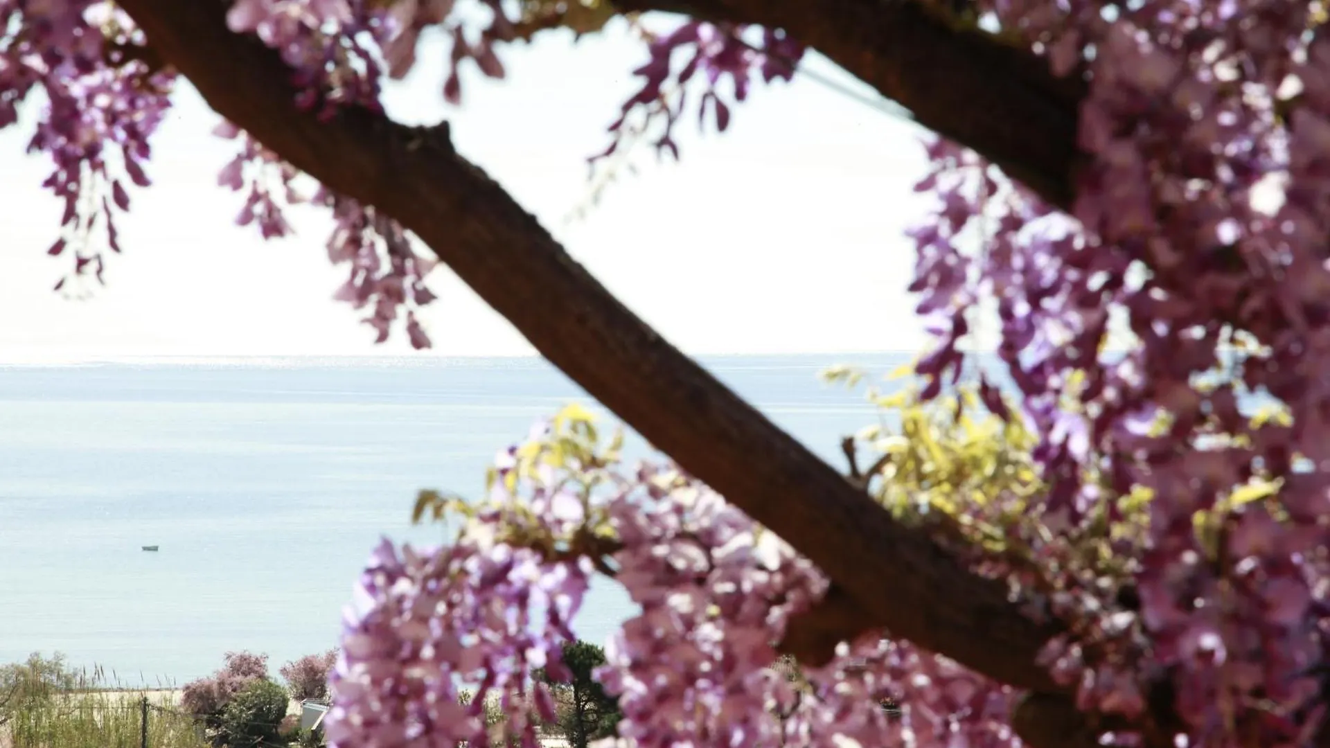 ***  Hotel Galli - Wellness & Spa Fetovaia Italy